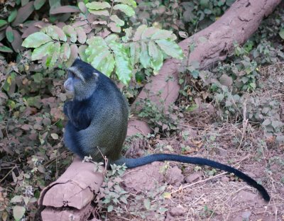 Manyara blue monkey