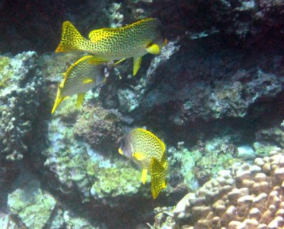 Damaniyat Black-spotted rubberlips (Plectorhinchus gaterinus)