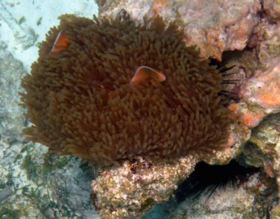 Mnemba anemone