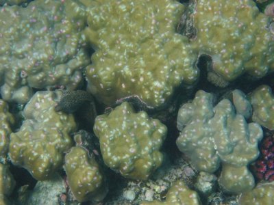 Mnemba Turkey moray in Porites coral