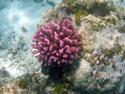 Mnemba Pink coral