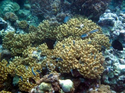 Mnemba reef