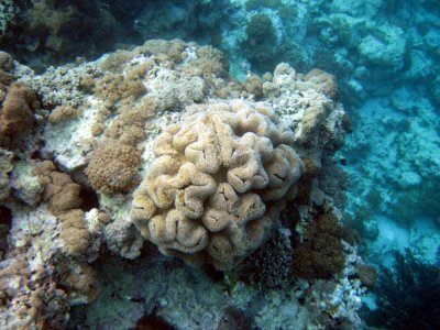 Mnemba reef 2.jpg