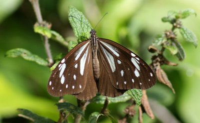 Ceylon tiger