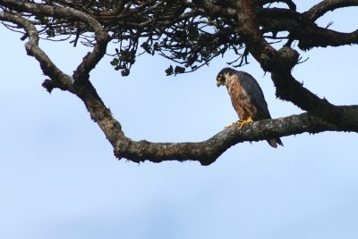 Black shaheen (Falco peregrinus peregrinator) looking out over southern Sri Lanka from Worlds End