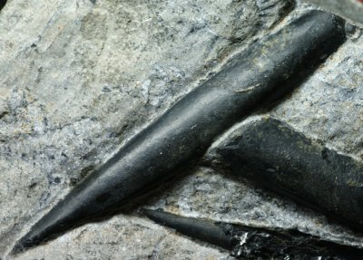 Atractites 7cm, Triassic, Nevada, USA