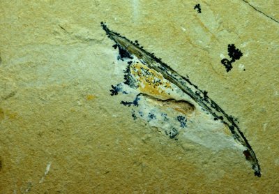 Rachiteuthis donavoni, 6 cm lateral view, Cenomanian, Hjoula, Lebanon.