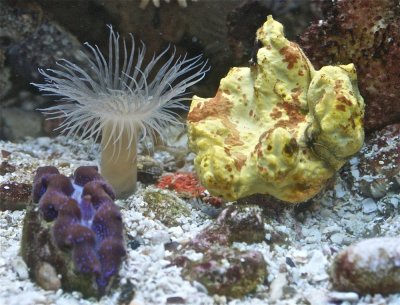 Clam, cerianthid, sponge and brittle star