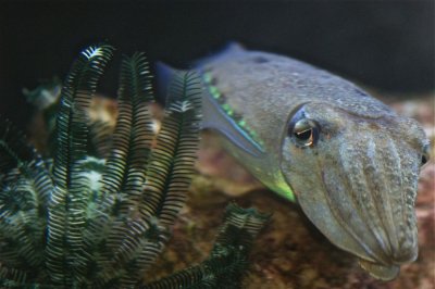 Crinoid and Ramses the cuttlefish