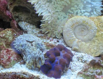 Cuttlefish, clam, ammonite and anemone