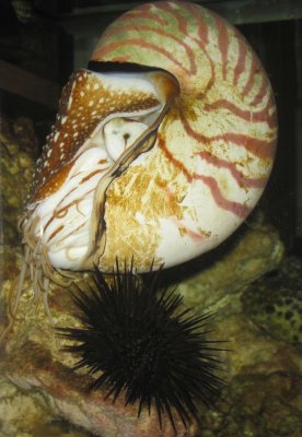 Neville the nautilus with urchin at night