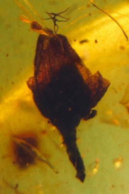 Flower, 3 mm in Burmese Cretaceous amber