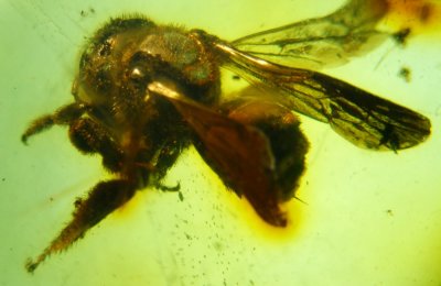 Baltic bee 10mm