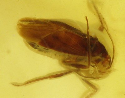 Baltic amber 2mm Plant bug.jpg