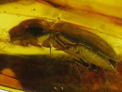 Baltic amber 6mm beetle.jpg