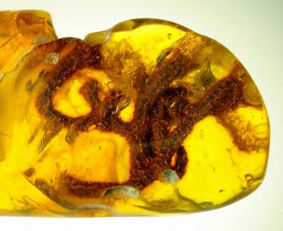 Baltic amber, 47mm with bushy lichen.