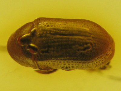Baltic amber beetle 2mm 1.jpg
