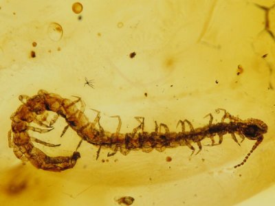 Baltic amber centipede