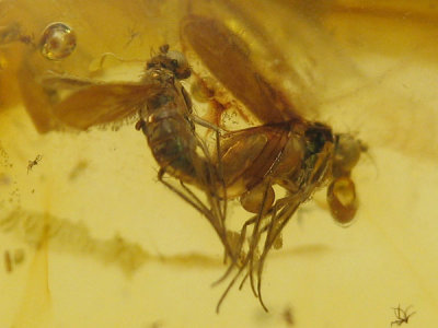 Baltic amber fly copula.jpg