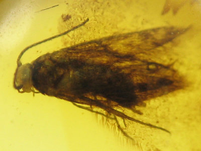 Baltic amber moth 3mm 1.jpg