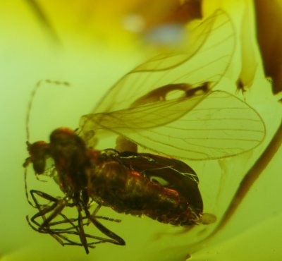 Baltic amber mothfly