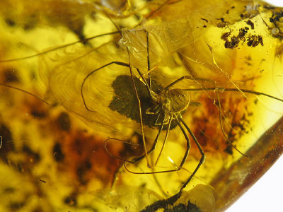 Baltic amber opiliones