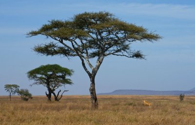 Serengeti tree with lion