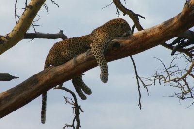 Serengeti leopard