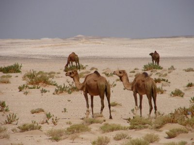 Empty Quarter camels