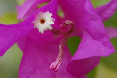 Bougainvillea sm.jpg