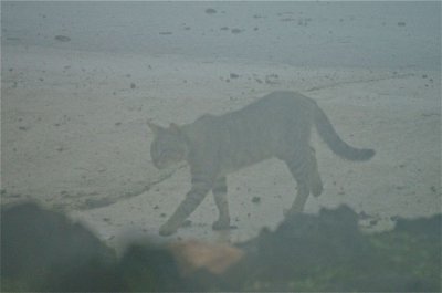 Gordon's wildcat in the mist