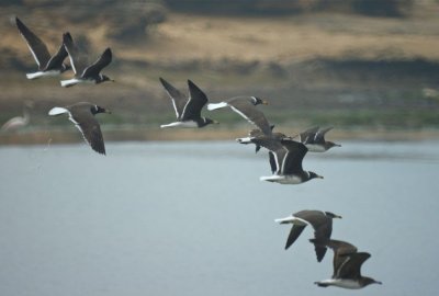 Sooty gulls at Samhuram