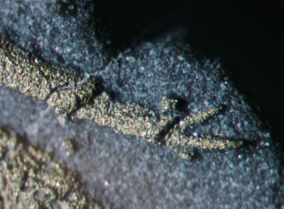 Detail of Triarthrus claw