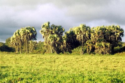 Palms on the South Gabon coast