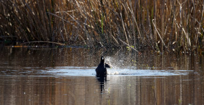 Coot splashing