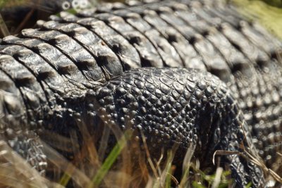 Alligator skin