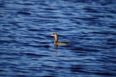 Grebe