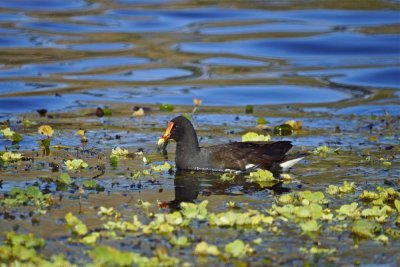 Moorhen