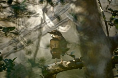 Bird in the bush