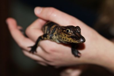 Alligator in the hand