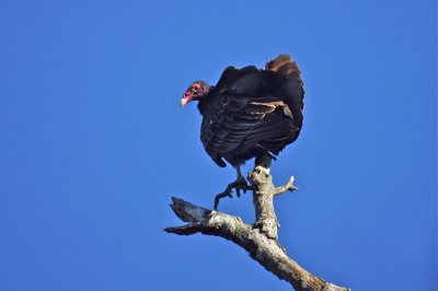 Vulture