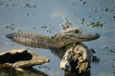 Meditating alligator
