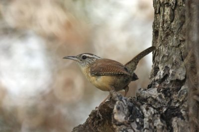 Treecreeper