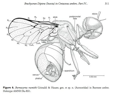 Burmacyrtus rusmithi in Grimaldi & Hauser 2011