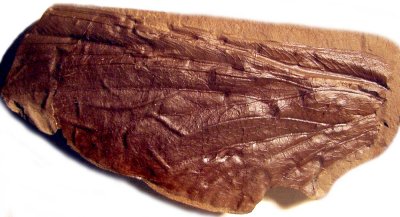 Anglopterum magnificum, 105 mm insect wing, in Prokop, Smith et al. (2006).