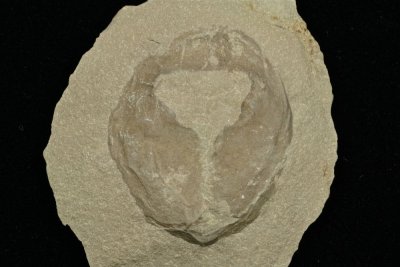 Hexameroceras chadwicki, 30 mm specimen showing simple aperture. Fiddlers Green Formation, Pridoli, Herkimer Co., New York.