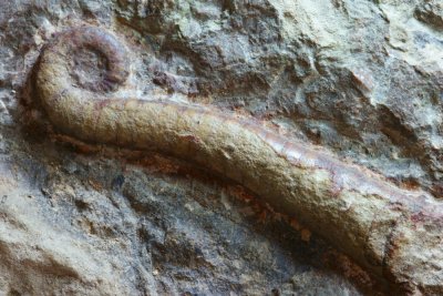 Lituites lituus, 10 cm long on a large slab. Middle Ordovician. land, Sweden.