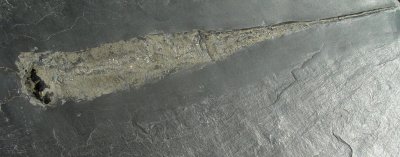 Orthoceras sp. 21 cm complete excellent on large matrix slab. Hunsruckschiefer, Lower Devonian. Bundenbach, Germany