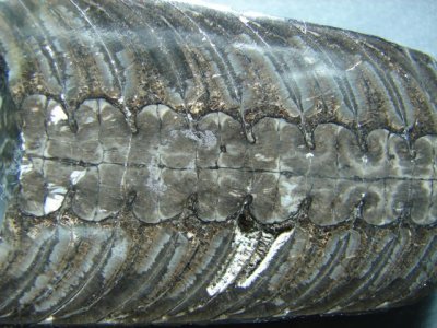 Rayonnoceras solidiforme, 75 mm long, Fayetteville Shale, Mississippian, Arkansas, USA