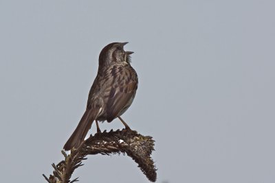 Song sparrow, Carpinteria